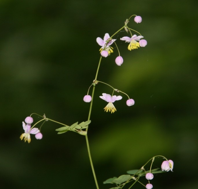 c0144185_14404936.jpg