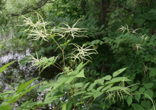 c0144185_15332091.jpg