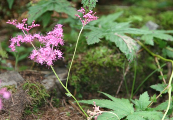 c0144185_1551889.jpg