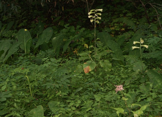 c0144185_20301528.jpg