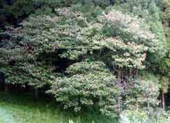 e0083820_7381259.jpg