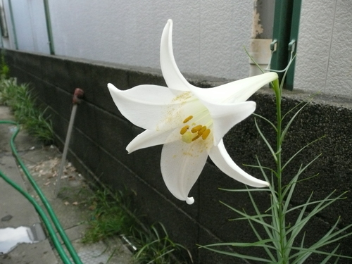 e0033229_2295772.jpg
