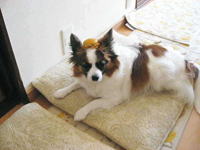 a0149240_1072949.jpg