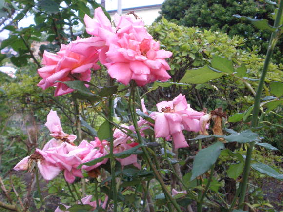c0153444_8573377.jpg