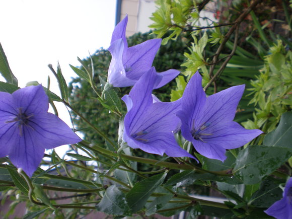 c0153444_8575175.jpg