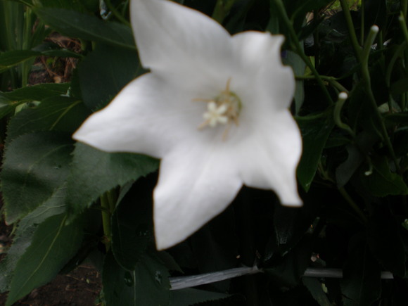 c0153444_859799.jpg