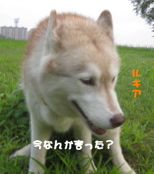 e0121548_21545253.jpg