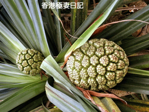 f0190653_11385778.gif