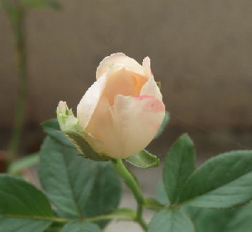 e0184558_8231057.jpg
