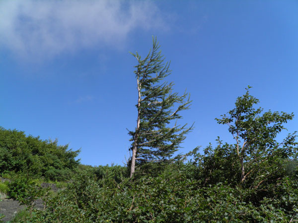 c0122670_114495.jpg