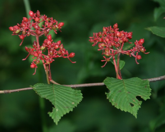 c0144185_943199.jpg