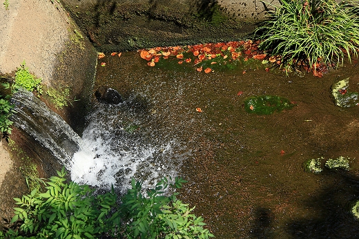 e0190885_20282572.jpg