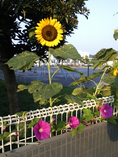 a0170086_601961.jpg