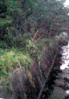 e0103408_17104924.gif