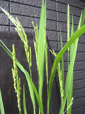 f0139520_16104675.jpg