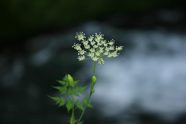 f0017530_2075865.jpg