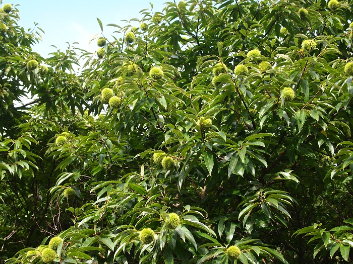 a0146442_7503931.jpg