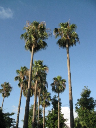 f0175449_20544643.jpg