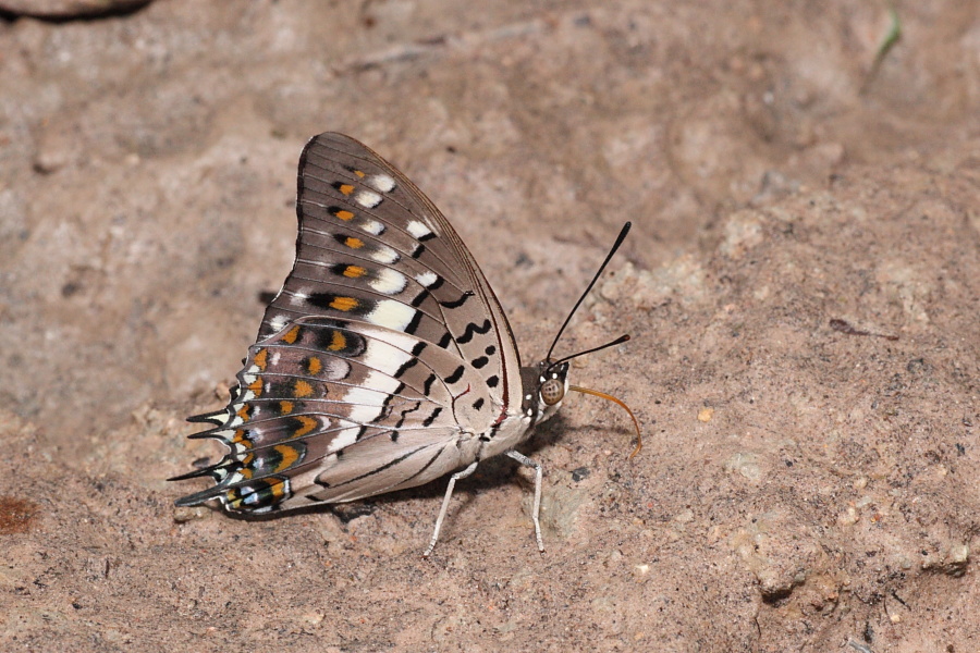 a0094850_1421535.jpg