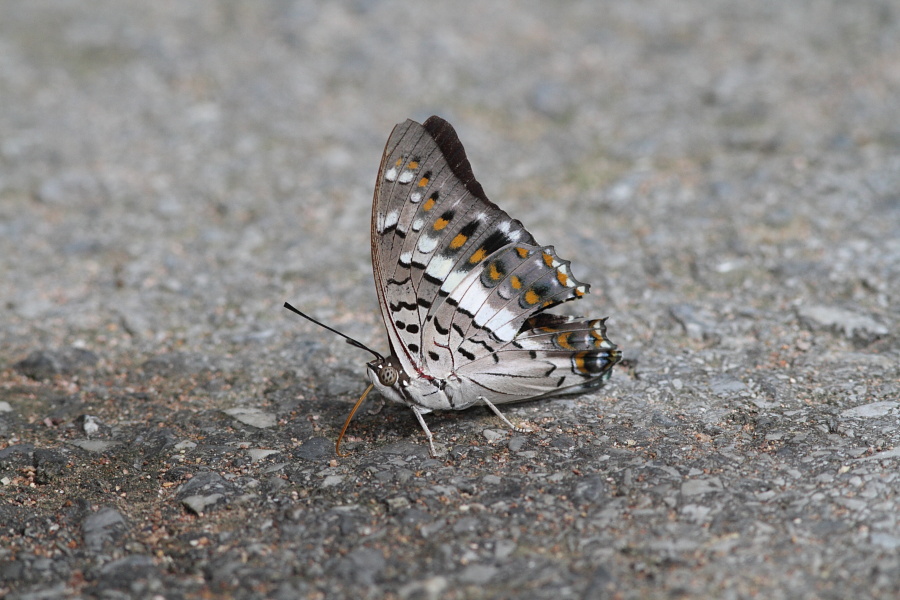 a0094850_14221454.jpg