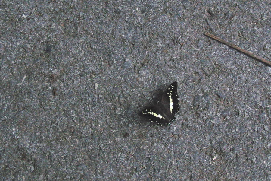 a0094850_1422327.jpg