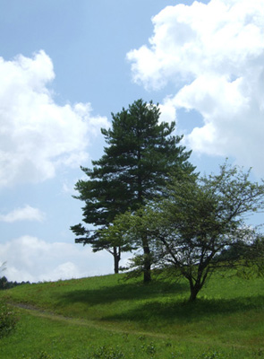 c0011862_1618295.jpg
