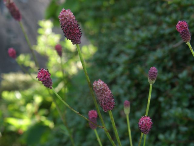 c0042869_2020973.jpg