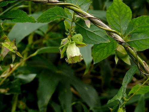 d0084473_20134897.jpg