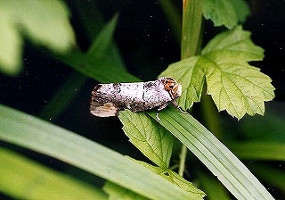 d0019074_6274511.jpg