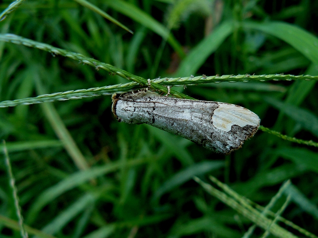 d0019074_6365210.jpg