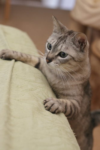 ぴこん 盛り上がった割にジャンプは控えめだったお嬢さん