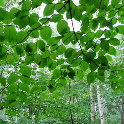 c0050395_33288.jpg