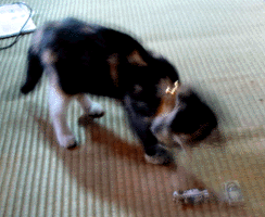 e0103408_19484538.gif