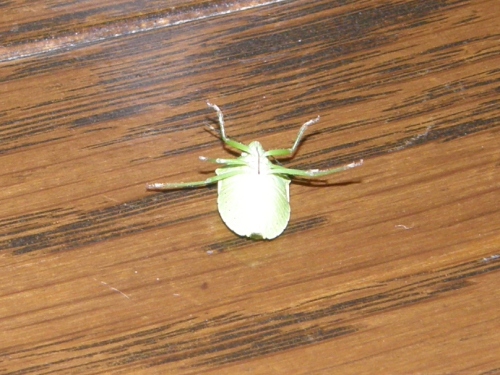c0158916_1781051.jpg
