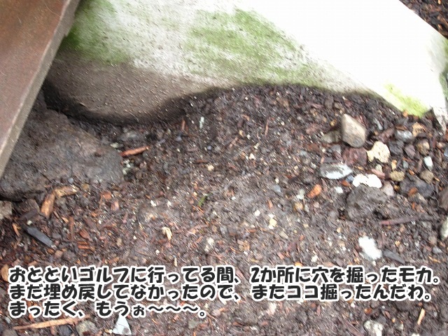 e0192217_852409.jpg