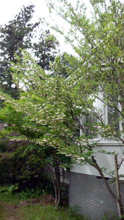 f0060424_14265895.jpg