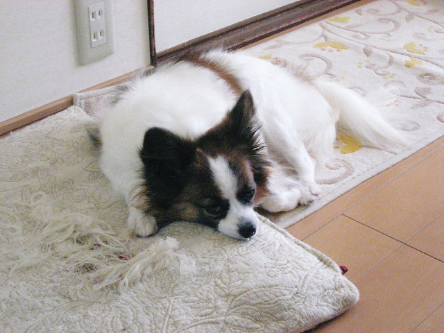 a0149240_23482732.jpg
