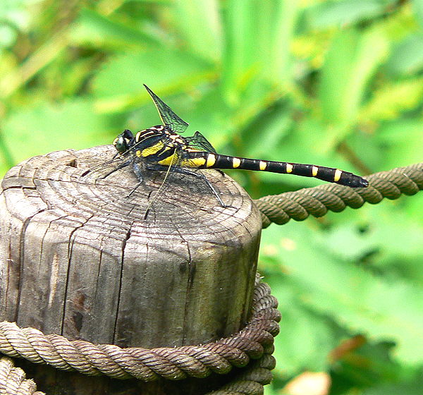 d0091754_261811.jpg