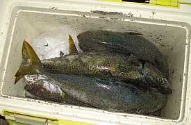 a0096669_23194592.jpg