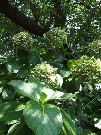 f0039281_1433881.jpg