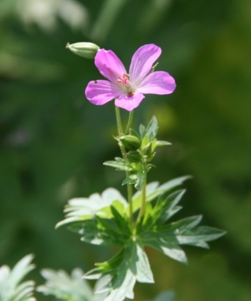 c0144185_1124316.jpg
