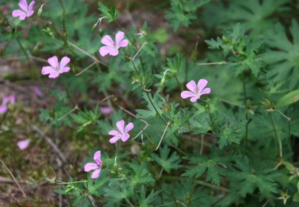 c0144185_11245635.jpg