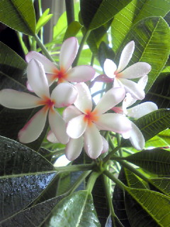 b0080090_15104258.jpg