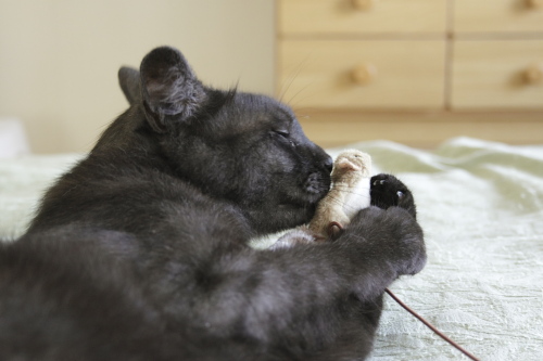 じゃらしにキスする小僧