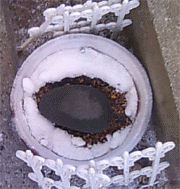 e0103408_13543970.gif
