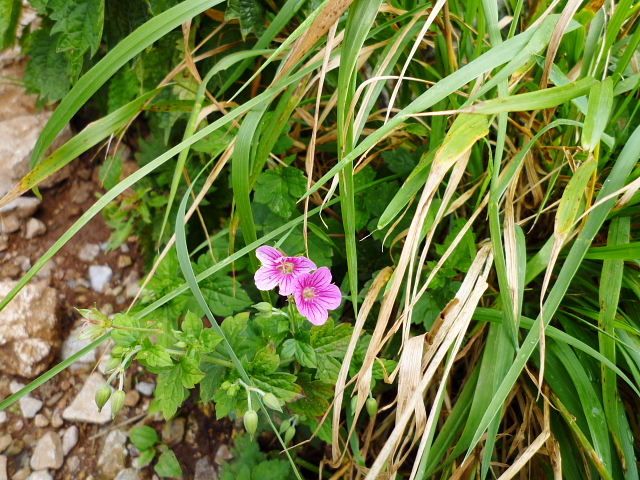 d0170615_1036246.jpg