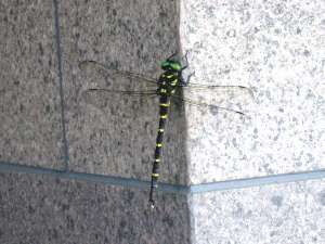 e0024133_1032636.jpg