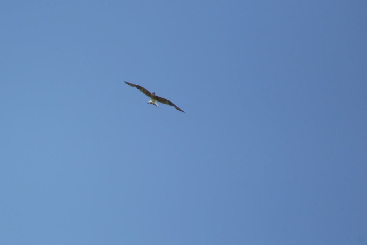 e0154134_804361.jpg