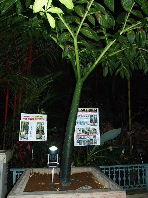 a0146442_833355.jpg