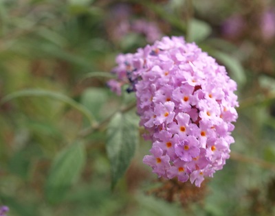 b0131774_451421.jpg